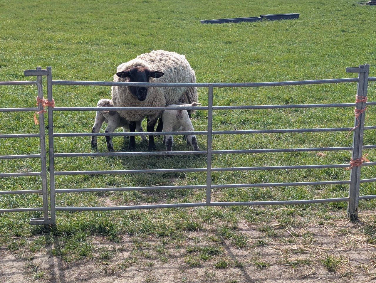 2026-04-12 16 Haddiscoe and Toft Monks.jpg